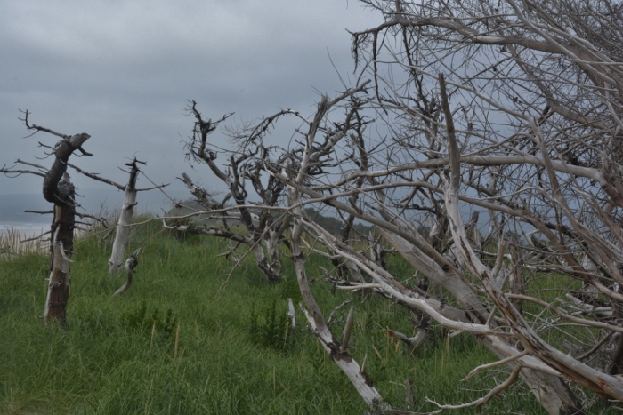 trees along Lookout beach